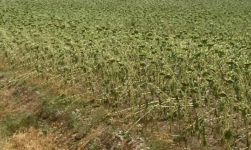 Sağanak ile dolu ekili alanlara zarar verdi!