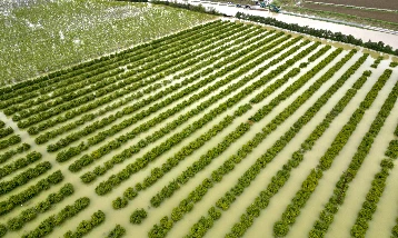 Sağanak tarım arazilerini vurdu!