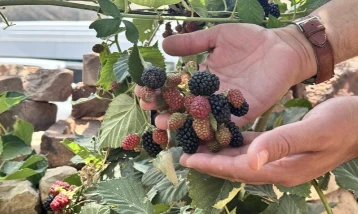 Siirt'te yüksek rakımda böğürtlen üretimi olumlu sonuç verdi