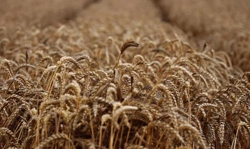Tahıl üretimi arttı! Gıda fiyatlarını etkilemesi bekleniyor