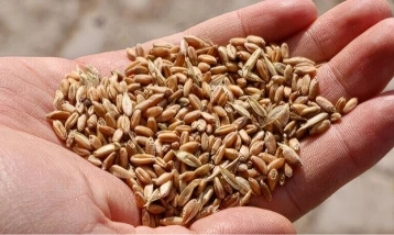 Tarımda yerli tohum hamlesi: 39 yeni çeşit daha tescil aldı