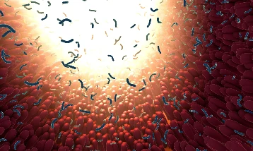 Tehlikeli bakterileri yakalayıp öldüren bir bağırsak proteini keşfedildi