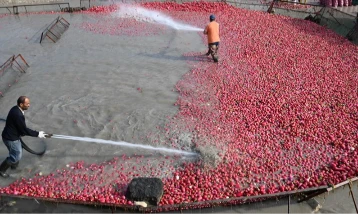 Tescilli turpların hasat dönemi başladı! Zorlu yıkama mesaisi sürüyor