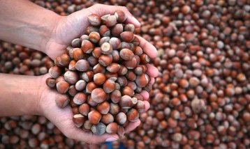 2025'in ilk 5 ayında 217 bin tonu aşkın fındık işlem gördü