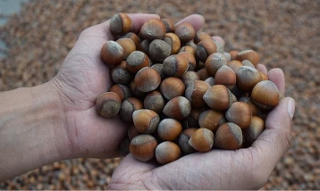 Ticaret borsalarında 7 ayda 260 bini aşkın fındık işlem gördü