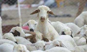 TİGEM 120 reforme küçükbaş hayvan satacak