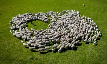 TİGEM Karacabey’de kuzu doğumlarında ikizlik oranı yüzde 40’ı aştı