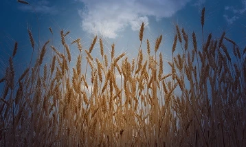 TMO hububat raporunu yayımladı: Rekoltede gözler ilkbahar yağışlarında