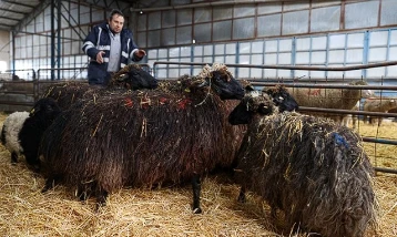 Torosların kadim ırkı korunuyor: Güney Karaman koyunu yeniden çoğaltılıyor