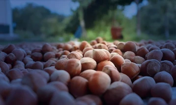 Türkiye 93 bin ton fındık ihraç etti! 1 milyar doları aşkın gelir