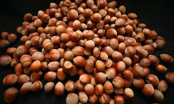 Türkiye’nin fındık geliri açıklandı: 2 ayda 388 milyon dolar