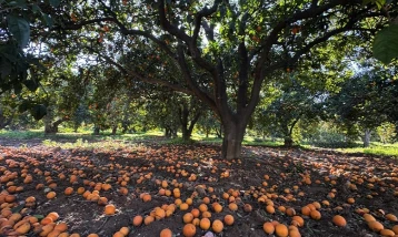 Turunç Yolu görsel şölen sunuyor: Fotoğraf tutkunlarının yeni adresi