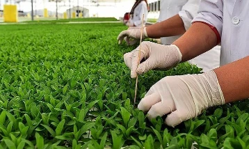 Yağışlar tarımda verim beklentisini artırdı
