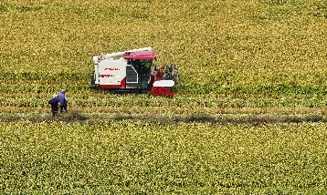 Yağışlarla birlikte tarımda rekolte beklentisi yükseldi