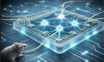 Yapay zekada organik devrim: Canlı nöronlar ‘işlemci’ oldu