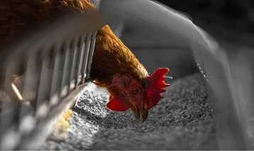 Yumurtacı tavukların kafes standartlarında değişikliğe gidildi