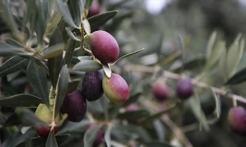 Zeytin bahçeleri devlet desteğiyle kurulan sulama sistemiyle canlanıyor