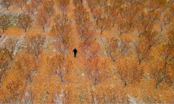 Zirai donun zararı TARSİM tarafından karşılandı