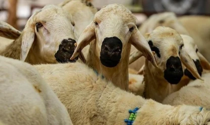 2025 KURBAN BAYRAMI: Kurban Bayramı tatili kaç gün olacak?