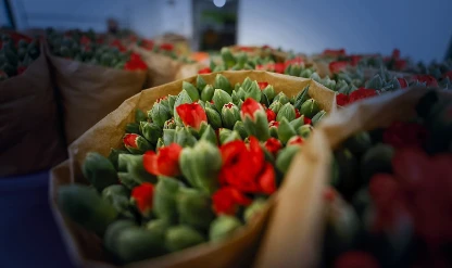 35 ülkenin yılbaşı sofralarını Türk çiçekleri süsleyecek