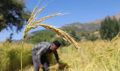 45 çiftçiye 27 ton sertifikalı çeltik tohumu desteği