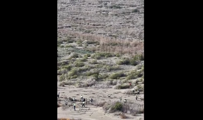 Ağyatan Lagünü’nde kumul erozyonuna karşı seferberlik