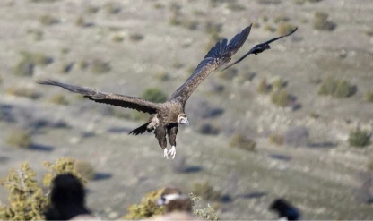 Akbabaların izi Bolu’da sürülüyor: Dört tür aynı istasyonda gözlemleniyor