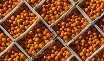 İlk çeyrekte en çok mandalina ihraç edildi
