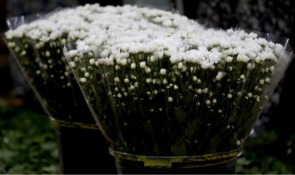 Antalya'da çiçek mezatlarında Öğretmenler Günü yoğunluğu