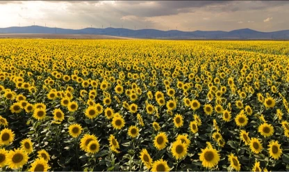 Ayçiçek tarlaları fotoğraf tutkunlarını ağırlıyor