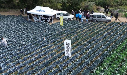 Bafra Ovası’nda sebze tarla günüyle üretici ve akademi buluştu