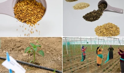 Batı Akdeniz'de hububat sektörünün ihracatı yüzde 136,65 arttı