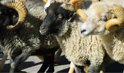 Kurban Bayram tatili ne zaman başlıyor?