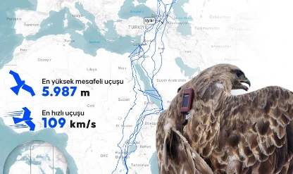 Bozkır şahini 2,5 yılda 28 ülke dolaştı