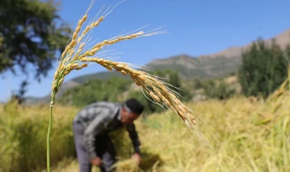 Çeltik saplarından yakıt üretilecek! Özel tesis geliyor