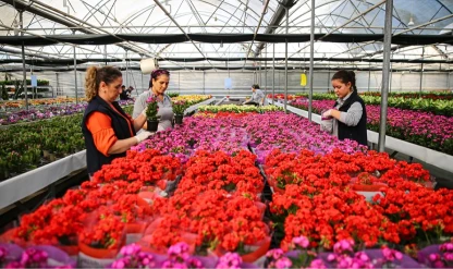 Çiçekçilerde 2026 yılbaşı hareketliliği