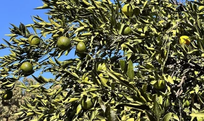 Coğrafi işaretli Bodrum mandalinasında rekolte beklentisi yüksek