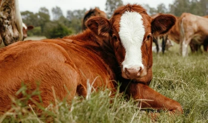 Tabii tohumlama boğaları için izin şartı getirildi