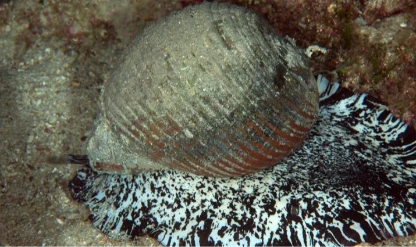 Deniz salyangozu ihracatı 9 ayda 10,7 milyon dolar kazandırdı