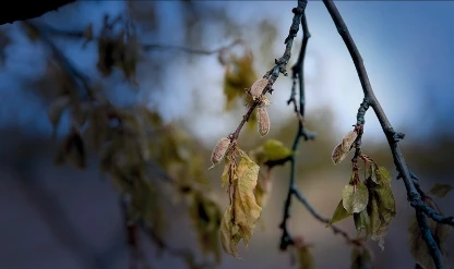 Don vuran üreticiye toplam destek 20,4 milyar liraya ulaştı