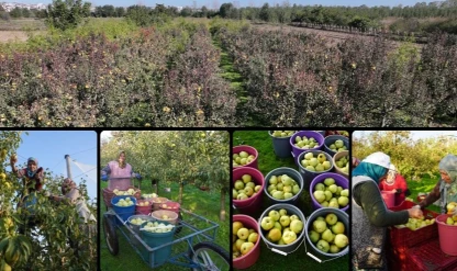 Edirne'de devlet desteğiyle yaygınlaşan meyve bahçeleri çiftçilere alternatif gelir kaynağı oluyor