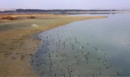 Elazığ'daki Cip Baraj Gölü farklı türde binlerce göçmen kuşu ağırlıyor