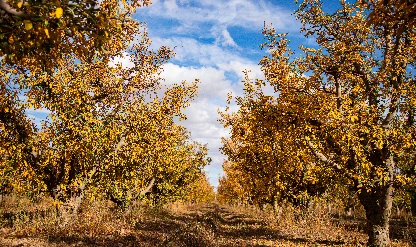 Elma bahçeleri sonbaharın renklerine büründü