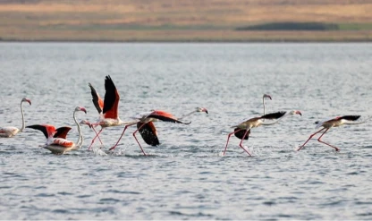 Flamingolar Van Gölü'ne renk katıyor