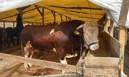 Gebze kurban pazarının yıldızı Şampiyon: 1 tonluk boğaya 420 bin TL fiyat