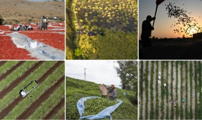 Genel tarım sayımında büyük ilerleme