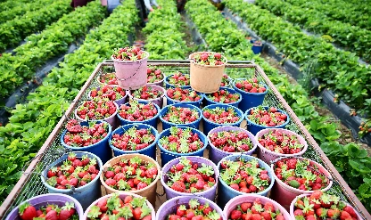 Gıda enflasyonunda çözüm ‘altın üçgen’ modelinde