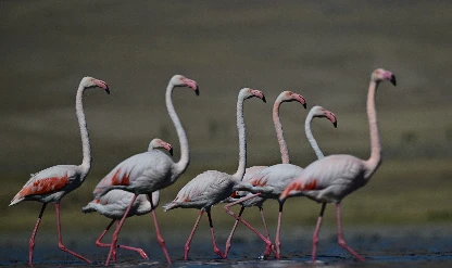 Göç eden flamingolara Erçek Gölü ev sahipliği yapıyor