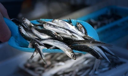 Hamsi ihracatı 11 ayda 14,4 milyon doları aştı: 20 ülkenin sofralarını süsl