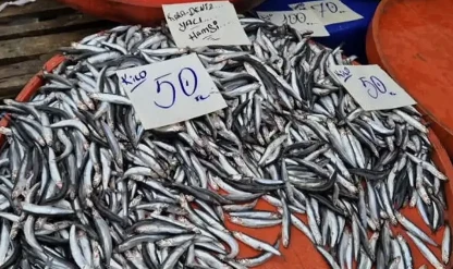 Hamside sezon bereketi: Fiyat 50 liraya kadar düştü